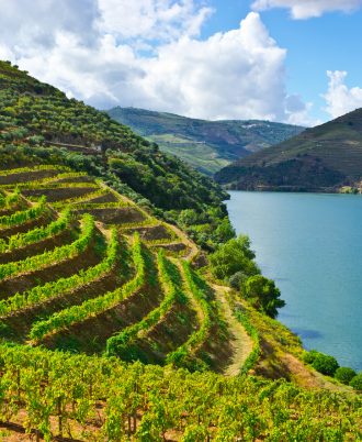 Vineyards in the Valley of the River Douro, Portuga