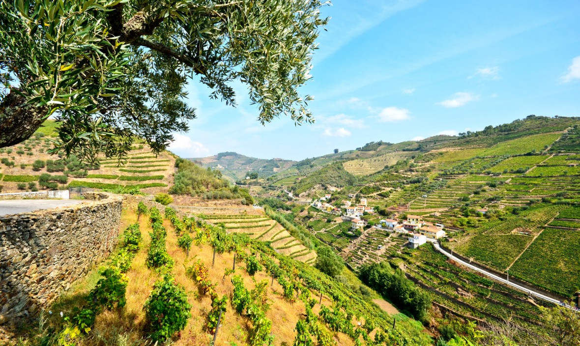Douro valley tours for wine lovers