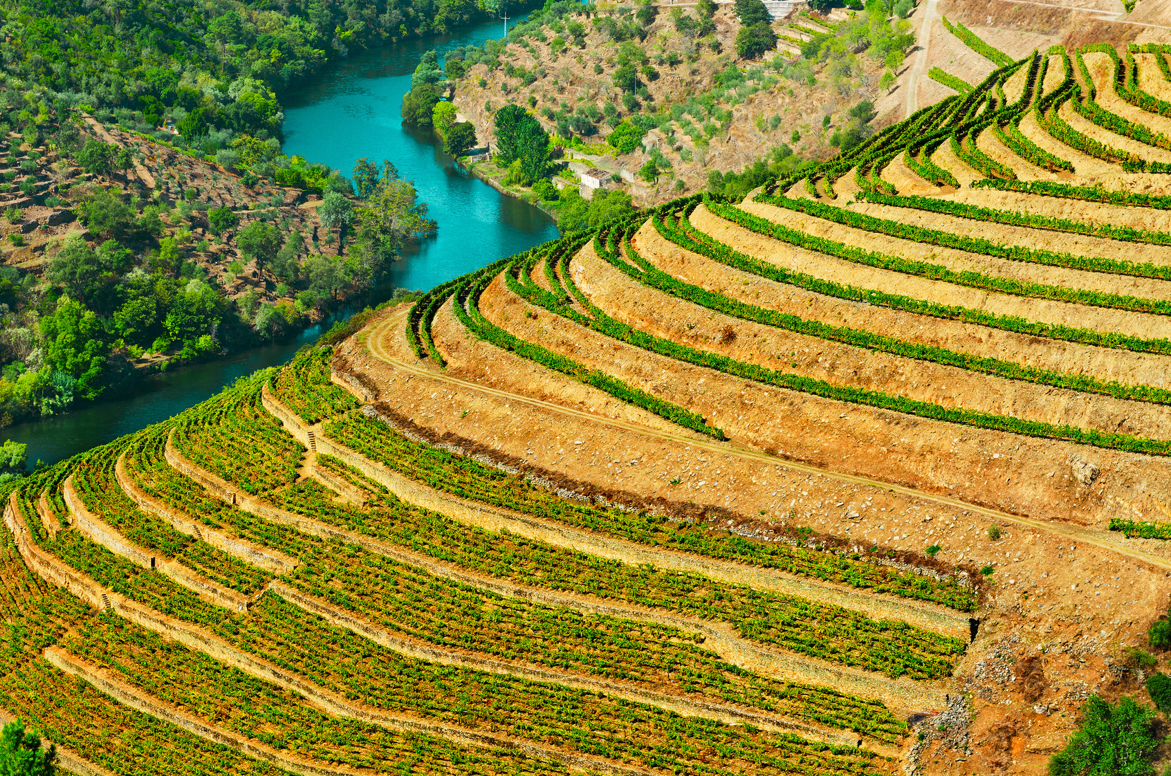 Vineyards in the Valley of the River Douro, Portugal